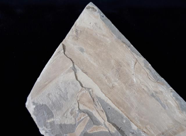 Neocalamites lehmannianus (GPPERT 1845) in WEBER 1968 - Bild © FossNet FossilienStore